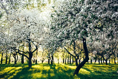 Apple trees in bloom bright spring sunny day, green grass background